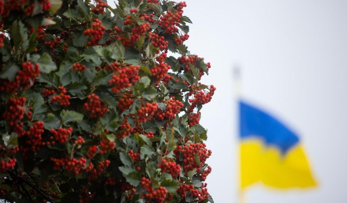 На подвір’ях українських шкіл висадять калинові алеї пам’яті загиблих Героїв