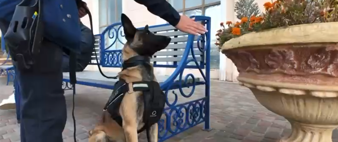 собака Укрзалізниця
