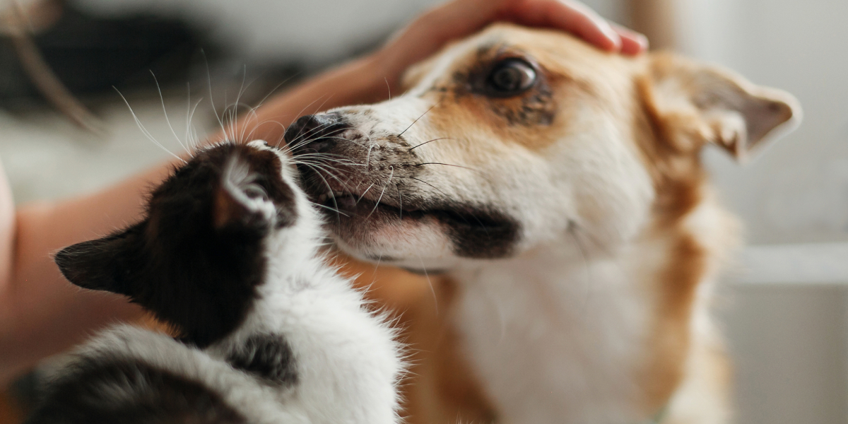 Як допомагати тваринам святкуючи: нова платформа від UAnimals